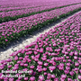 Tulip 'Double Flag'