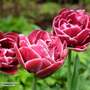 Tulip 'Dream Touch'