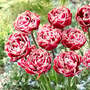 Tulip 'Drumline'