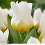 Tulip 'Eco White'