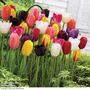 Tulip 'Everlasting Mixed'
