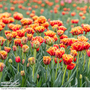 Tulip 'Flames of Passion'