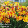 Tulip 'Flaming Parrot'