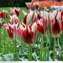 Tulip 'Flaming Spring Green'