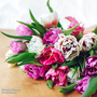 Tulip 'Florist's Treat Mixed'