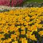 Tulip 'Golden State'