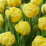 Tulip 'Golden Jewel'