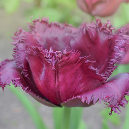 Tulip 'Gorilla'