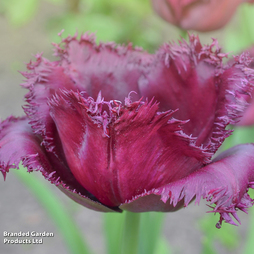 Tulip 'Gorilla'