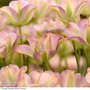 Tulip 'Greenland'