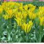 Tulip 'Green Mile'