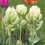 Tulip 'Tower Light Mix'