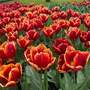 Tulip 'High Rola'