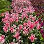 Tulip 'Holland Chic'