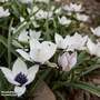 Tulip humilis 'Coerulea Oculata Alba'