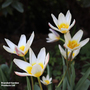 Tulip 'Ice Stick' (Kaufmanniana Group)