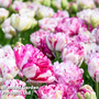 Tulip 'Jonquires'