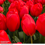Tulip 'Lalibela'