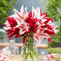 Tulip 'Lily Flowering Mix'