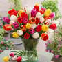 Tulip 'Long Stemmed Mix'