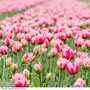 Tulip 'Love Whisper'