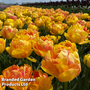 Tulip 'Magic Carpet'
