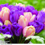 Tulip 'Magic Lavender' and 'Mango Charm' Collection