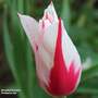Tulip 'Marilyn'