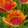 Tulip 'Miami Sunset'