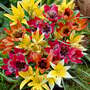 Tulip 'Miniature Everlasting Mix'