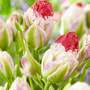 Tulip 'Multi-flowering Pink'