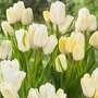 Tulip multiflorous 'White'
