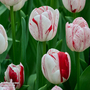 Tulip 'One Direction'
