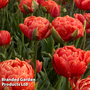 Tulip 'Orange Flavour'