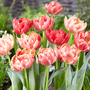 Tulip 'Peptalk'