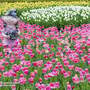 Tulip 'Pink Fountain'