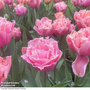 Tulip 'Pink Magic'
