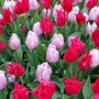 Tulip 'Prince Mix'