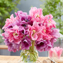 Tulip 'Purple Shades Mix'