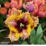 Tulip 'Razzle Dazzle'