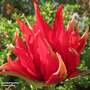Tulip 'Red Spider'