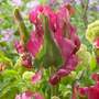 Tulip 'Red Wave'