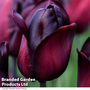 Tulip 'Ronaldo'