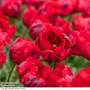 Tulip 'Shining Parrot'