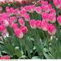Tulip 'Sinfonie'