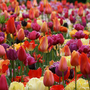 Tulip 'Spring Colours Mix'