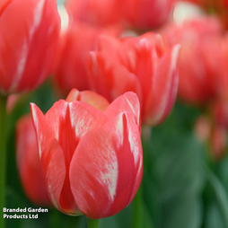 Tulip 'Spryng Break'