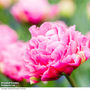 Tulip 'Strawberry Cream'