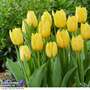Tulip 'Sunny Time'