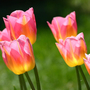 Tulip 'Tom Pouce'